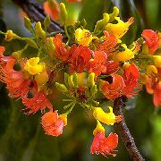 ხე Castanospermum, შიდა ყვავილები ფოტო
