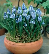 fotoğraf açık mavi Kapalı çiçek Üzüm Sümbül