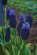 მუქი ლურჯი ყურძნის სუმბული შიდა ყვავილები ფოტო