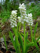biały Muscari Kryte kwiaty zdjęcie
