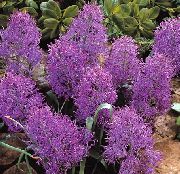 purpurowy Muscari Kryte kwiaty zdjęcie