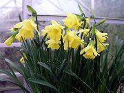 żółty Narcyz Kryte kwiaty zdjęcie