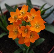 pomarańczowy Gwiazda Betlejemska Kryte kwiaty zdjęcie