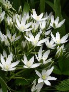 biały Gwiazda Betlejemska Kryte kwiaty zdjęcie