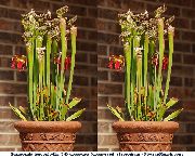 czerwony Sarracenia Kryte kwiaty zdjęcie