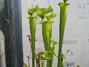 绿 猪笼草 盆花 照片