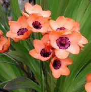 pembe Sparaxis Kapalı çiçek fotoğraf