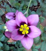 leylak Sparaxis Kapalı çiçek fotoğraf