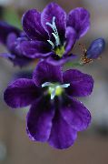 purpurowy Sparaxis Kryte kwiaty zdjęcie