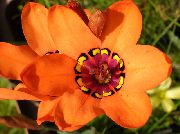 turuncu Sparaxis Kapalı çiçek fotoğraf