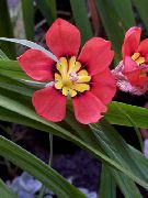 kırmızı Sparaxis Kapalı çiçek fotoğraf