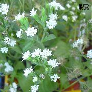 beyaz Stevia, Paraguay, Tatlı Ot, Bal Yerba, Honeyleaf, Şeker Yaprak Tatlı Yaprak Kapalı çiçek fotoğraf