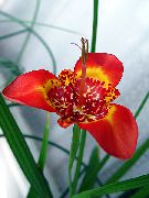 kırmızı Tigridia, Meksika Kabuk Çiçek  fotoğraf