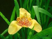 żółty Tigridia Kryte kwiaty zdjęcie