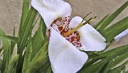 beyaz Tigridia, Meksika Kabuk Çiçek  fotoğraf