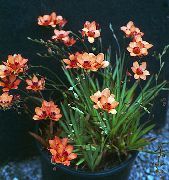 otsu bir bitkidir Tritonia, Kapalı çiçek fotoğraf