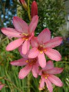 pembe Tritonia Kapalı çiçek fotoğraf