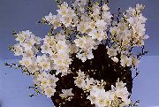 beyaz Tritonia Kapalı çiçek fotoğraf