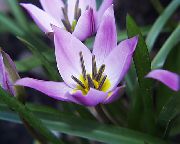 trawiaste Tulipan, Kryte kwiaty zdjęcie