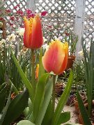 czerwony Tulipan Kryte kwiaty zdjęcie