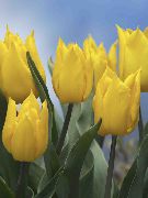 żółty Tulipan Kryte kwiaty zdjęcie
