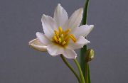 beyaz Lâle Kapalı çiçek fotoğraf
