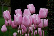 pembe Lâle Kapalı çiçek fotoğraf