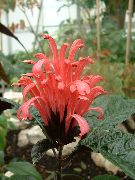 赤 ブラジルプルーム、フラミンゴ花 室内の花 フォト