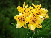 żółty Alstroemeria Kryte kwiaty zdjęcie