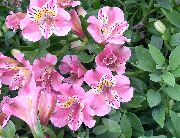 różowy Alstroemeria Kryte kwiaty zdjęcie