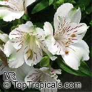 beyaz Perulu Zambak Kapalı çiçek fotoğraf