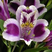 liliowy Alstroemeria Kryte kwiaty zdjęcie