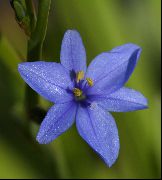otsu bir bitkidir Mavi Mısır Zambak, Kapalı çiçek fotoğraf