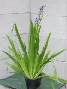 jasnoniebieski Aristeja Eklona Kryte kwiaty zdjęcie