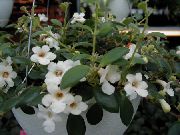 zdjęcie biały Kryte kwiaty Codonanthe