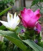 różowy Kurkuma Kryte kwiaty zdjęcie