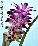 purpurowy Kurkuma Kryte kwiaty zdjęcie