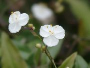 biały Gibazis Kryte kwiaty zdjęcie