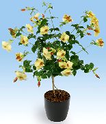 zdjęcie żółty Kryte kwiaty Allamanda