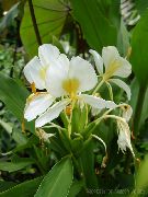 biały Gedihium Kryte kwiaty zdjęcie