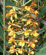 turuncu Hedychium, Kelebek Zencefil Kapalı çiçek fotoğraf