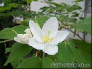 fotoğraf beyaz Kapalı çiçek Orkide Ağacı