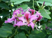 fotoğraf leylak Kapalı çiçek Orkide Ağacı