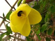 żółty Bauhinia (Drzewo Orchidea) Kryte kwiaty zdjęcie