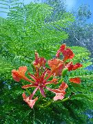 fotoğraf Kraliyet Poinciana, Gösterişli Ağaç Kapalı çiçek