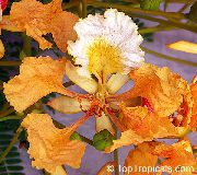 fotoğraf turuncu Kapalı çiçek Kraliyet Poinciana, Gösterişli Ağaç
