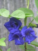 niebieski Klitoria Kryte kwiaty zdjęcie