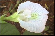 zdjęcie biały Kryte kwiaty Klitoria