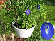 zdjęcie niebieski Kryte kwiaty Klitoria