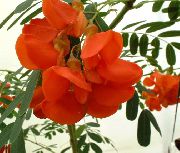 czerwony Sesbaniya Kryte kwiaty zdjęcie